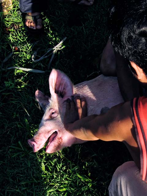 A panicky pig is restrained to prepare it for a ritual sacrifice or "pamaas." The indigenous peoples or "lumad" of the Philippines are traditionally animists and such rituals are an essential part of their culture. They usually sacrifice chickens and pigs as offerings to spirits.