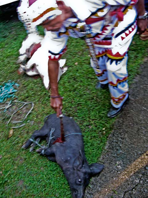 A tribal leader, or "datu," stabs a pig with his bolo as part of a ritual sacrifice or "pamaas." The indigenous peoples or "lumad" of the Philippines are traditionally animists and such rituals are an essential part of their culture. They usually sacrifice chickens and pigs as offerings to spirits.
